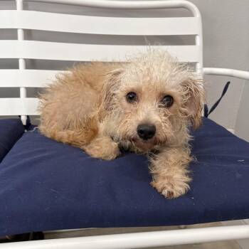 Gregory -  Poodle Dog for Adoption in Ogontz Campus, Pennsylvania - Gregory | PetCurious