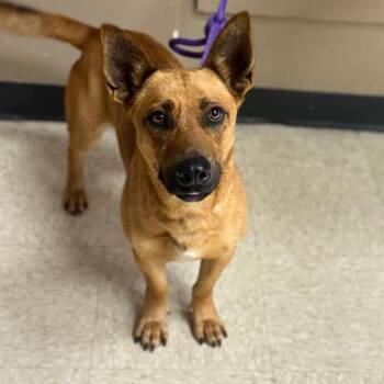 Cardigan Welsh Corgi and Mixed Breed Dogs Available for Adoption in Conroe, Texas - BOB | PetCurious