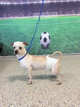 SESAMI -  Chihuahua Dog for Adoption in Doral, Florida - SESAMI | PetCurious