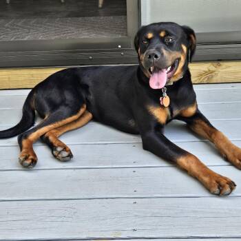 Wren -  Rottweiler Dog for Adoption in Rossville, Georgia - Wren | PetCurious