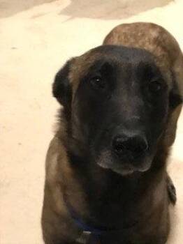 Ursa -  Belgian Shepherd Malinois Dog for Adoption in Broomfield, Colorado - Ursa | PetCurious