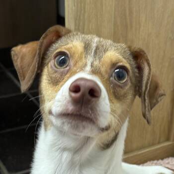 Rescue Chihuahua Dogs for Adoption in Auburn, Nebraska - Twist | PetCurious