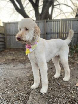 Dixie -  Goldendoodle Dog for Adoption in Tulsa, Oklahoma - Dixie | PetCurious