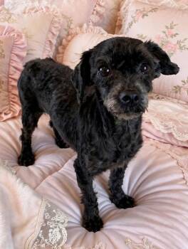 Millie -  Maltipoo Dog for Adoption in Baker, Louisiana - Millie | PetCurious