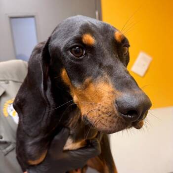 Jackson-63186 (County Dog 7) -  Coonhound Dog for Adoption in Bend, Oregon - Jackson-63186 (County Dog 7) | PetCurious