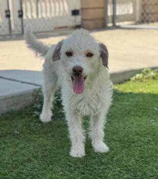 Lucky -  Poodle Dog for Adoption in Los Angeles, California - Lucky | PetCurious