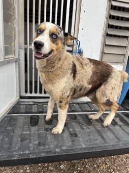 Australian Shepherd Dogs Available for Adoption in Edna, Texas - Found - Aussie | PetCurious