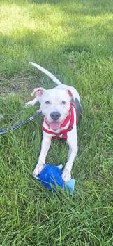 Dior -  Pit Bull Terrier Dog for Adoption in Merrillville, Indiana - Dior | PetCurious