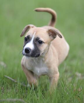 Chihuahua and Terrier Dogs Available for Adoption in Mechanicsburg, Pennsylvania - Brynlee | PetCurious