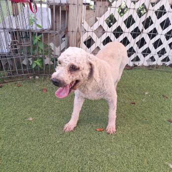 Suzy 8077 -  Poodle Dog for Adoption in Loxahatchee Groves, Florida - Suzy 8077 | PetCurious