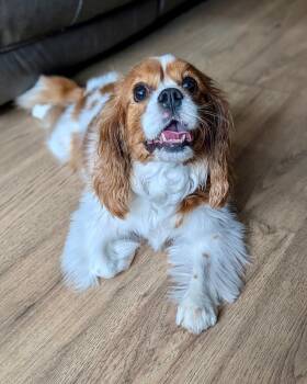 Charming Chloe -  Cavalier King Charles Spaniel Dog for Adoption in Fort Wayne, Indiana - Charming Chloe | PetCurious