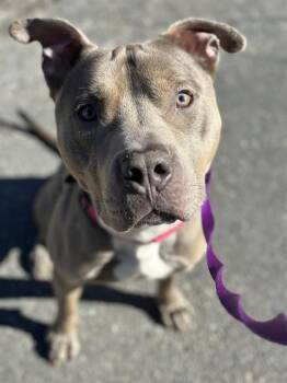 American Staffordshire Terrier Dogs Available for Adoption in Dedham, Massachusetts - LUTHER | PetCurious