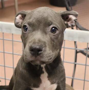 PATOOTIE -  Mixed Breed Dog for Adoption in Columbia, South Carolina - PATOOTIE | PetCurious