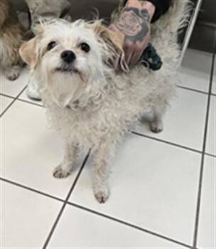 Poodle and Mixed Breed Dogs Available for Adoption - NAVI | PetCurious