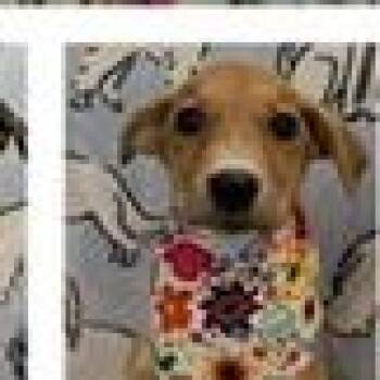 Dove -  Shepherd and Mountain Cur Dog for Adoption in Clearwater, Florida - Dove | PetCurious