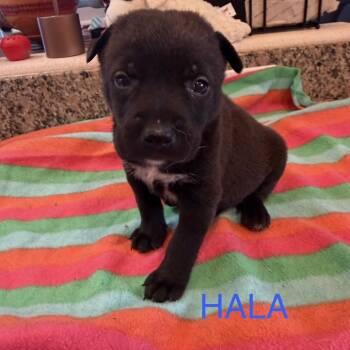 Mixed Breed Dogs Available for Adoption in Keaau, Hawaii - Hala | PetCurious