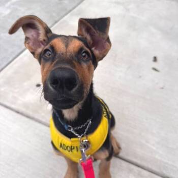 Rescue Mixed Breed Dogs for Adoption in San Francisco, California - Moonshine | PetCurious