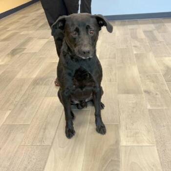 Julian -  Labrador Retriever Dog for Adoption in Nevada, Missouri - Julian | PetCurious