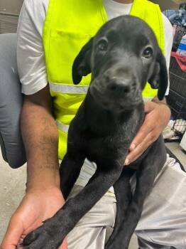 Beatrice -  Terrier Dog for Adoption in Hopkinsville, Kentucky - Beatrice | PetCurious
