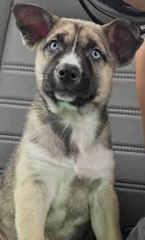 Husky Dogs Available for Adoption - Carla | PetCurious