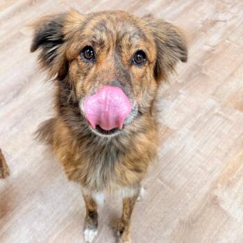 Anatolian Shepherd Dogs Available for Adoption in Parker, Colorado - 444 (2026) Riot | PetCurious