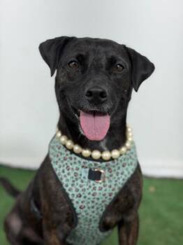 Plott Hound and Black Labrador Retriever Dogs Available for Adoption in Carlsbad, California - Maggie-One Of Our Amazing Rescue Dogs | PetCurious