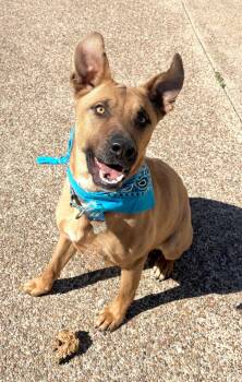 Charlie -  Black Mouth Cur Dog for Adoption in Lavon, Texas - Charlie | PetCurious