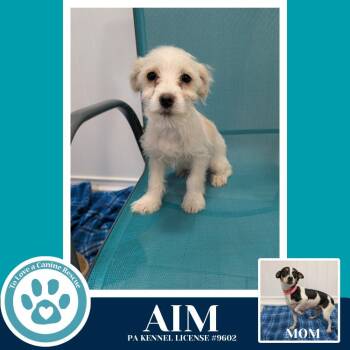 Chihuahua and Schnauzer Dogs Available for Adoption - Aim (Hope