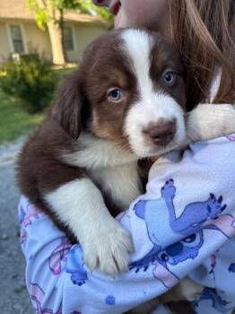 Leia -  Australian Shepherd Dog Available for Adoption in Alamo, Tennessee - Leia | PetCurious