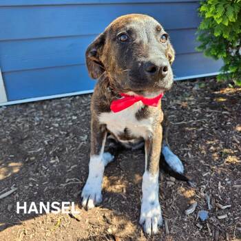 Hansel -  Mixed Breed Dog for Adoption in Madisonville, Tennessee - Hansel | PetCurious