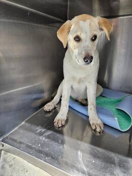 Great Pyrenees and Australian Shepherd Dogs Available for Adoption in Morgantown, Kentucky - Asiago | PetCurious