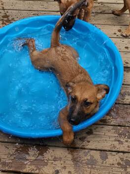 Rescue Black Mouth Cur and Shepherd Dogs for Adoption in Fosters, Alabama - FAITH | PetCurious