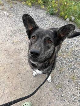Mitzi -  Husky Dog for Adoption in Yellowknife, Northwest Territories - Mitzi | PetCurious