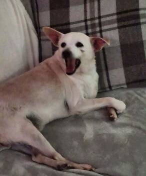 Chihuahua Dogs Available for Adoption in Zimmerman, Minnesota - Buttercup | PetCurious