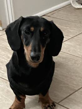 Ditto -  Dachshund Dog for Adoption in West Columbia, South Carolina - Ditto | PetCurious