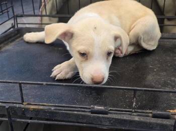 Labrador Retriever Dogs Available for Adoption - NEAVE | PetCurious