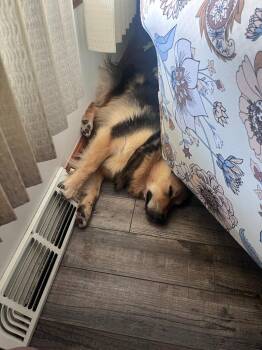 Gwen -  Australian Shepherd and Border Collie Dog for Adoption in New Cumberland, West Virginia - Gwen | PetCurious
