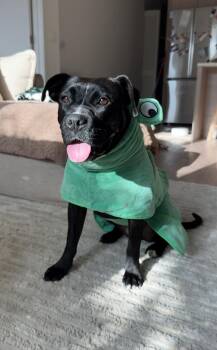 Rescue Staffordshire Bull Terrier Dogs for Adoption in Santa Monica, California - Darla | PetCurious