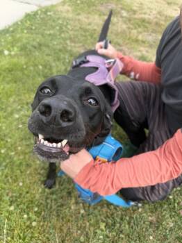 Kobe -  Catahoula Leopard Dog and Border Collie Dog for Adoption in Ocean Township, New Jersey - Kobe | PetCurious