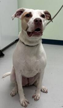 Eloise -  Mixed Breed Dog for Adoption in Savannah, Georgia - Eloise | PetCurious