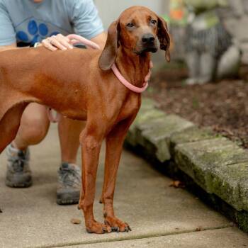 Zahara -  Redbone Coonhound Dog for Adoption in Chester Springs, Pennsylvania - Zahara | PetCurious