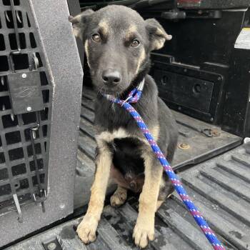 Rescue Mixed Breed Dogs for Adoption in Volcano, Hawaii - Kili | PetCurious