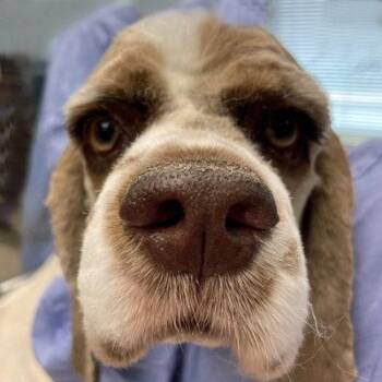 Cocker Spaniel Dogs Available for Adoption in Arlington, Virginia - Mackey | PetCurious