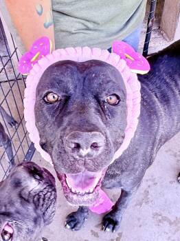 Sarah Anne -  Cane Corso Dog for Adoption in Glendale, Arizona - Sarah Anne | PetCurious