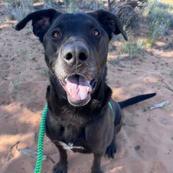 Martin -  Black Labrador Retriever Dog for Adoption in Salt Lake City, Utah - Martin | PetCurious