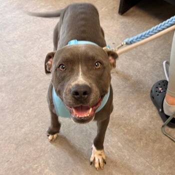 Bowser -  Mixed Breed Dog for Adoption in Philadelphia, Pennsylvania - Bowser | PetCurious