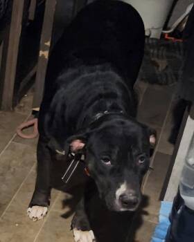 Rescue Mixed Breed Dogs for Adoption in Egg Harbor City, New Jersey - Shoes | PetCurious