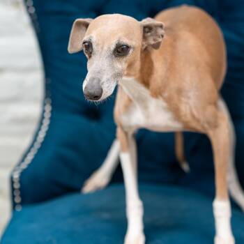 Italian Greyhound Dogs Available for Adoption - Twinkle | PetCurious