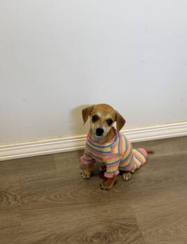 Chiweenie Dogs Available for Adoption in San Diego, California - Papaya | PetCurious