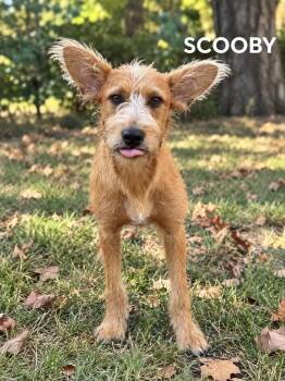 Scooby -  Terrier Dog for Adoption in Lucas, Texas - Scooby | PetCurious
